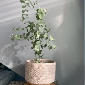 Baby Blue Eucalyptus Live Plant - Silver Dollar Tree - 2.5 Inch Pot