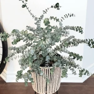 Baby Blue Eucalyptus Live Plant - Silver Dollar Tree - 2.5 Inch Pot