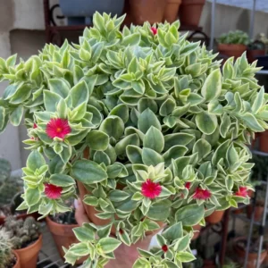 Baby Sun Rose Succulent Plant - Live Ice Plant, Pink Flowers, 2 Inch Pot