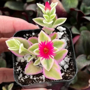 Baby Sun Rose Succulent Plant - Live Ice Plant, Pink Flowers, 2 Inch Pot