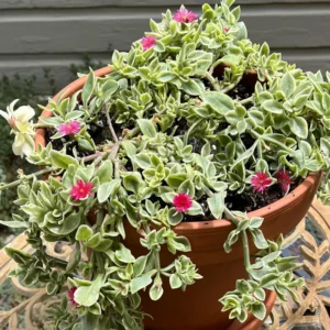 Baby Sun Rose Succulent Plant - Live Ice Plant, Pink Flowers, 2 Inch Pot