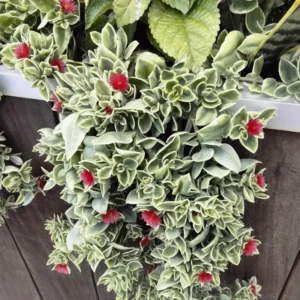 Baby Sun Rose Succulent Plant - Live Ice Plant, Pink Flowers, 2 Inch Pot