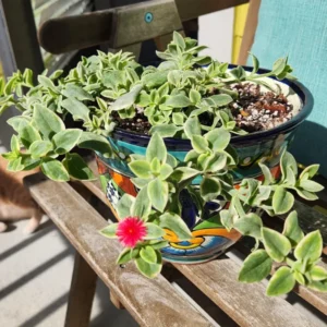 Baby Sun Rose Succulent Plant - Live Ice Plant, Pink Flowers, 2 Inch Pot