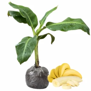 Banana Tree Live Plant - Cold Hardy Tropical Fruit Seedling - 4-8 Inch Tall