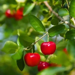 Barbados Cherry Trees - Edible Fruit Plants Live - 5-7 Inches