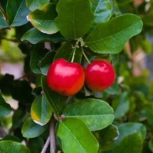 Barbados Cherry Trees - Edible Fruit Plants Live - 5-7 Inches