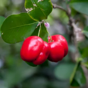 Barbados Cherry Trees - Edible Fruit Plants Live - 5-7 Inches