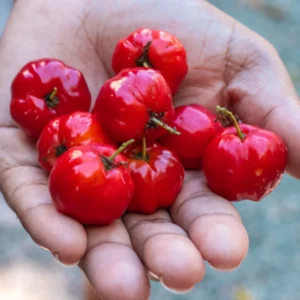 Barbados Cherry Trees - Edible Fruit Plants Live - 5-7 Inches
