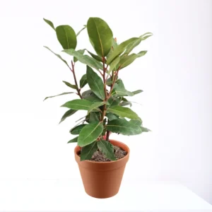 Bay Leaf Plant Laurus Nobilis Live Plant 8-12 inch 3 inch Pot
