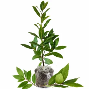 Bay Leaf Plant Laurus Nobilis Tree Live Sweet Bay Laurel Plant Home Garden