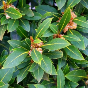 Bay Leaf Plant Laurus Nobilis Tree Live Sweet Bay Laurel Plant Home Garden