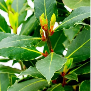 Bay Leaf Plant Laurus Nobilis Tree Live Sweet Bay Laurel Plant Home Garden