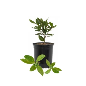 Bay Leaf Tree Live Plant - Laurus Nobilis - 4-6 Inches for Outdoor Growing