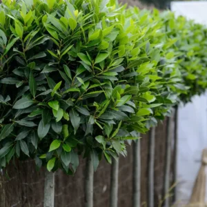 Bay Leaf Tree Live Plant - Laurus Nobilis - 4-6 Inches for Outdoor Growing