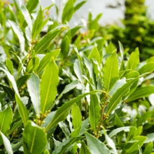 Bay Leaf Tree Live Plant - Laurus Nobilis - 4-6 Inches for Outdoor Growing