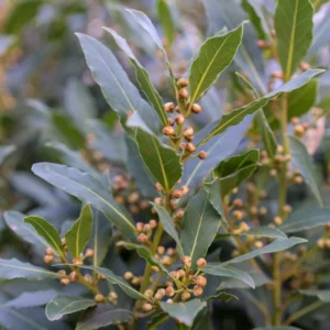 Bay Leaf Tree Live Plant - Laurus Nobilis - 4-6 Inches for Outdoor Growing