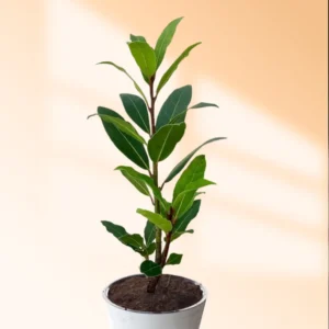 Bay Leaf Tree Live Plant - Laurus Nobilis, 8-12 inch, 3" Pot - Sweet Bay Laurel