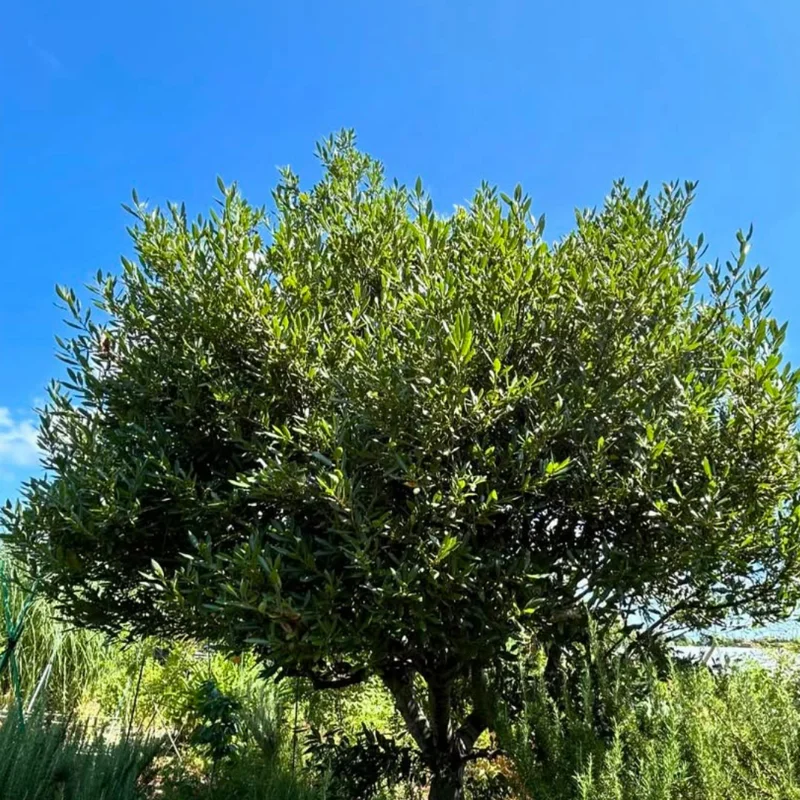 Bay Leaf Tree Live Plant - Laurus Nobilis, 8-12 inch, 3" Pot - Sweet Bay Laurel