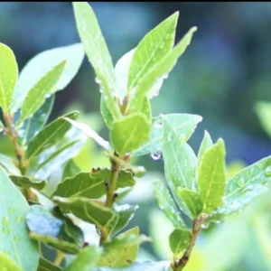 Bay Leaf Tree Live Plant - Laurus Nobilis, 8-12 inch, 3