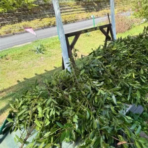 Bay Leaf Tree Live Plant - Laurus Nobilis, 8-12 inch, 3" Pot - Sweet Bay Laurel