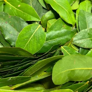 Bay Leaf Tree Live Plant - Laurus Nobilis, 8-12 inch, 3