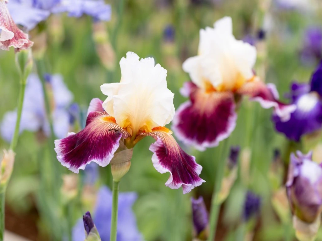 Bearded Iris (Iris germanica)