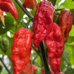 Bhut Jolokia Chile Pepper Plant - Vegetable Plant - 2.5 Inches Pot