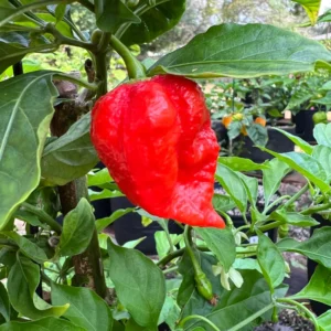 Bhut Jolokia Chile Pepper Plant - Vegetable Plant - 2.5 Inches Pot