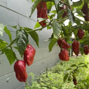 Bhut Jolokia Chile Pepper Plant - Vegetable Plant - 2.5 Inches Pot