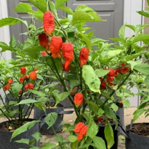 Bhut Jolokia Chile Pepper Plant - Vegetable Plant - 2.5 Inches Pot