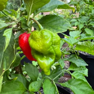 Bhut Jolokia Chile Pepper Plant - Vegetable Plant - 2.5 Inches Pot