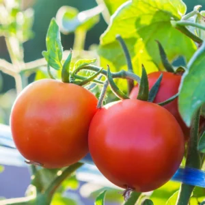 Big Boy Tomato Plant - Vegetable Plant - 2.5 Inch Pot - Garden Ready