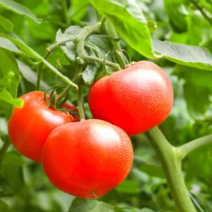 Big Boy Tomato Plant - Vegetable Plant - 2.5 Inch Pot - Garden Ready