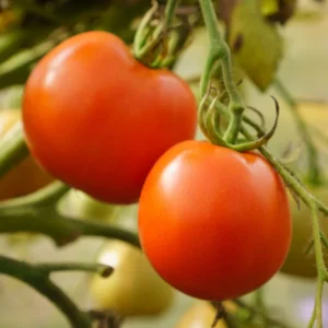 Big Boy Tomato Plant - Vegetable Plant - 2.5 Inch Pot - Garden Ready