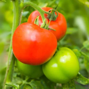 Big Boy Tomato Plant - Vegetable Plant - 2.5 Inch Pot - Garden Ready