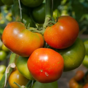 Big Boy Tomato Plant - Vegetable Plant - 2.5 Inch Pot - Garden Ready
