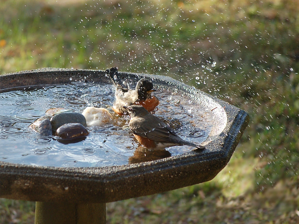 Bird bath with visitors
