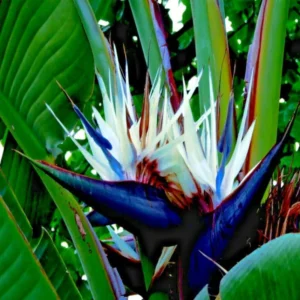 Bird of Paradise Plant Live - 5-12