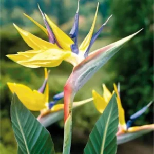 Bird of Paradise Plant Live Houseplant 5-12 Inch Strelitzia Reginae Ornamental