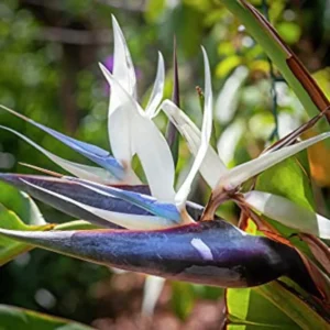 Bird of Paradise Plant Live Houseplant 5-12 Inch Strelitzia Reginae Ornamental