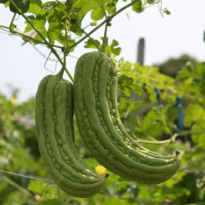 Bitter Melon Seeds - 40 Large Bitter Gourd Seeds for Home Gardening