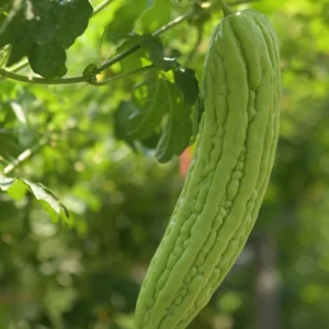 Bitter Melon Seeds - 40 Large Bitter Gourd Seeds for Home Gardening