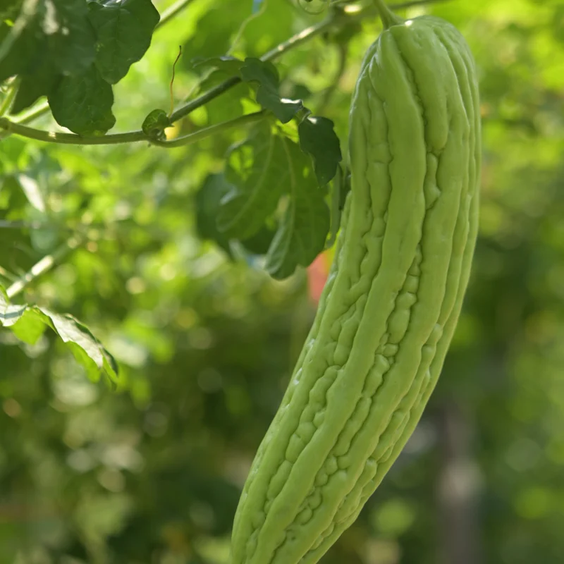 Bitter Melon Seeds - 40 Large Bitter Gourd Seeds for Home Gardening