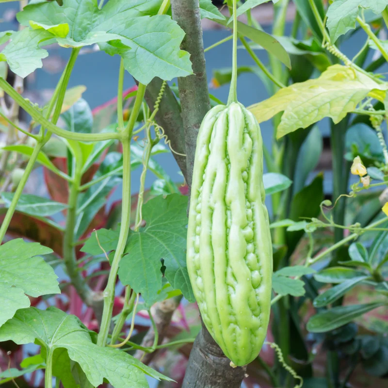 Bitter Melon Seeds - 40 Large Bitter Gourd Seeds for Home Gardening