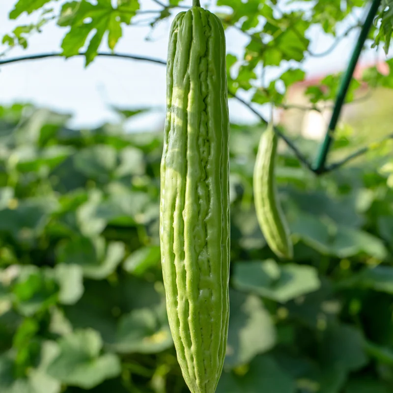 Bitter Melon Seeds - 40 Large Bitter Gourd Seeds for Home Gardening