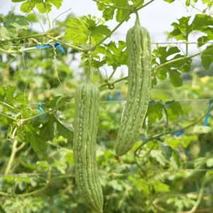 Bitter Melon Seeds for Planting - Bitter Gourd Vegetable Seeds - Garden Growing