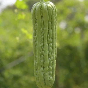 Bitter Melon Seeds for Planting - Bitter Gourd Vegetable Seeds - Garden Growing