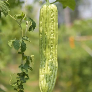 Bitter Melon Seeds for Planting - Bitter Gourd Vegetable Seeds - Garden Growing