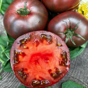 Black Brandywine Tomato Plant - Vegetable Plant 2.5 Inch Pot