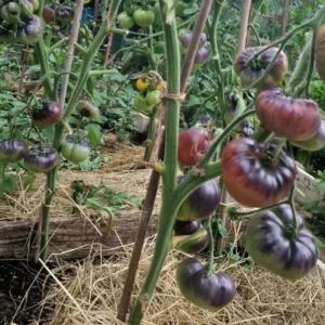 Black Brandywine Tomato Plant - Vegetable Plant 2.5 Inch Pot